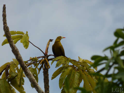 Image of Green Oropendola