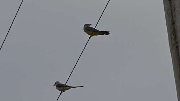 Image of Scissor-tailed Flycatcher