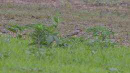 Image of Western Kingbird