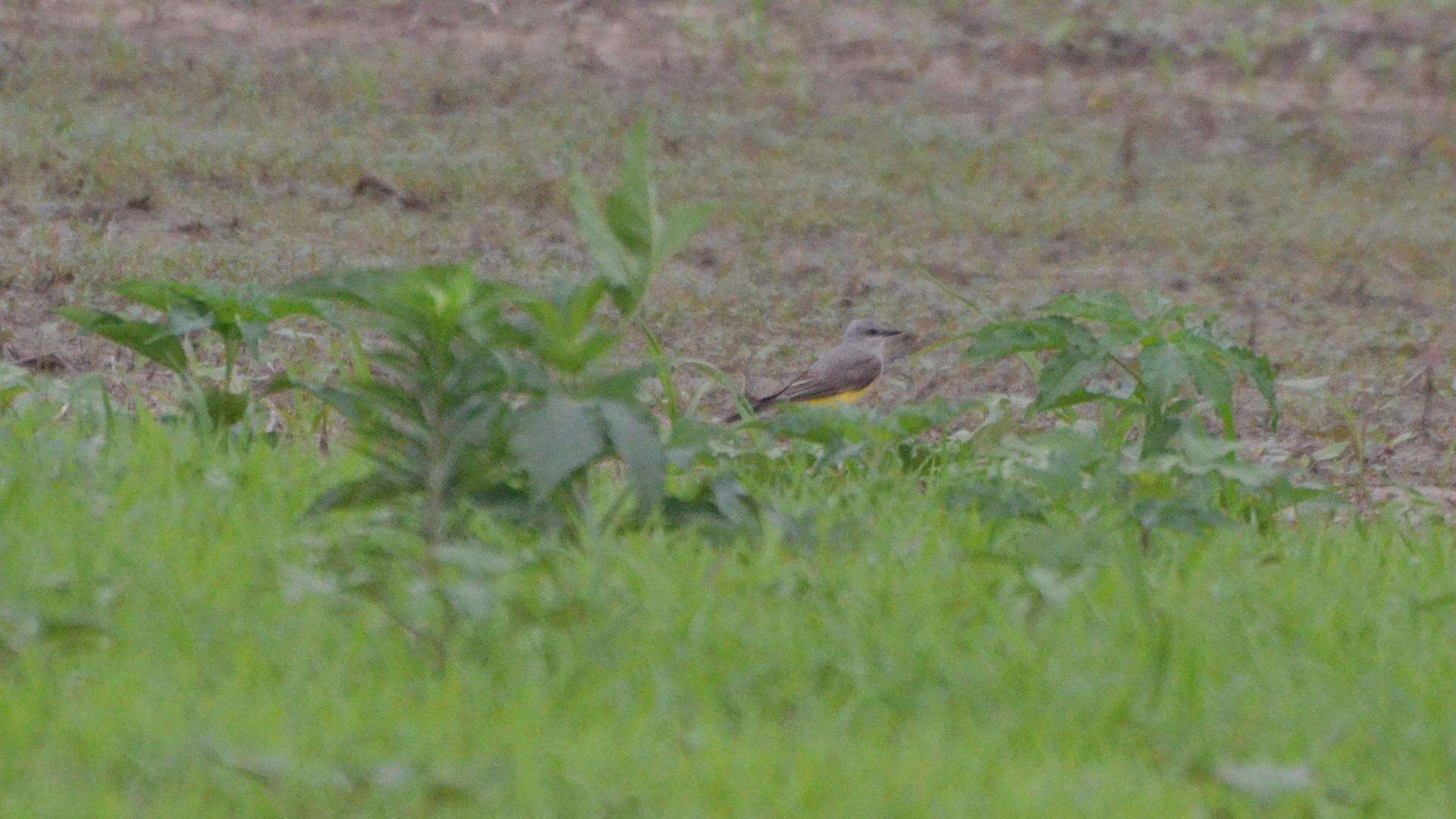 Image of Western Kingbird