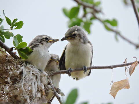 Image of Vireo cassinii lucasanus Brewster 1891