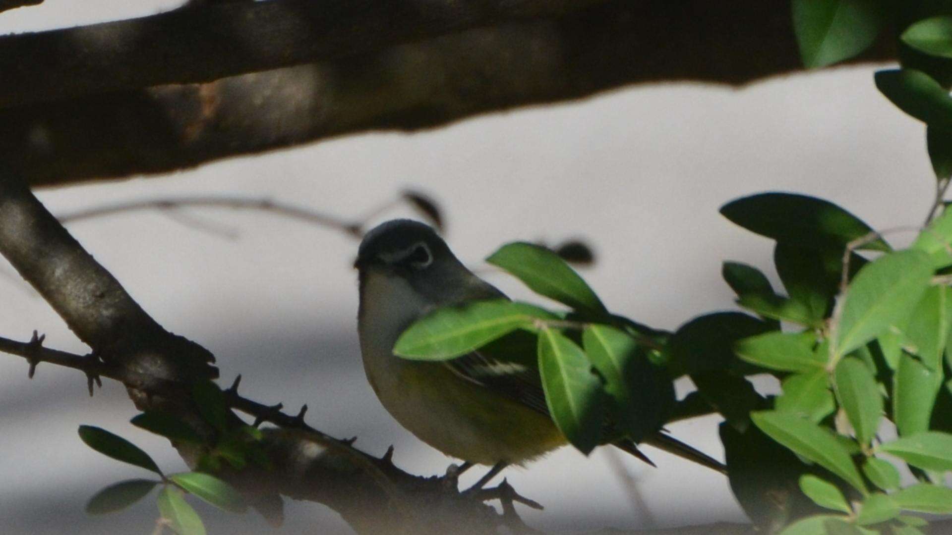 Image of Blue-headed Vireo