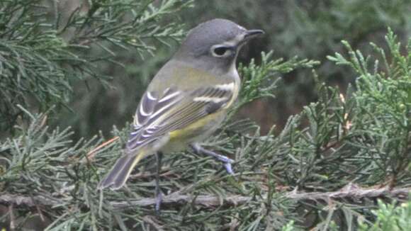 Image of Blue-headed Vireo