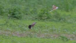 Image of Scissor-tailed Flycatcher