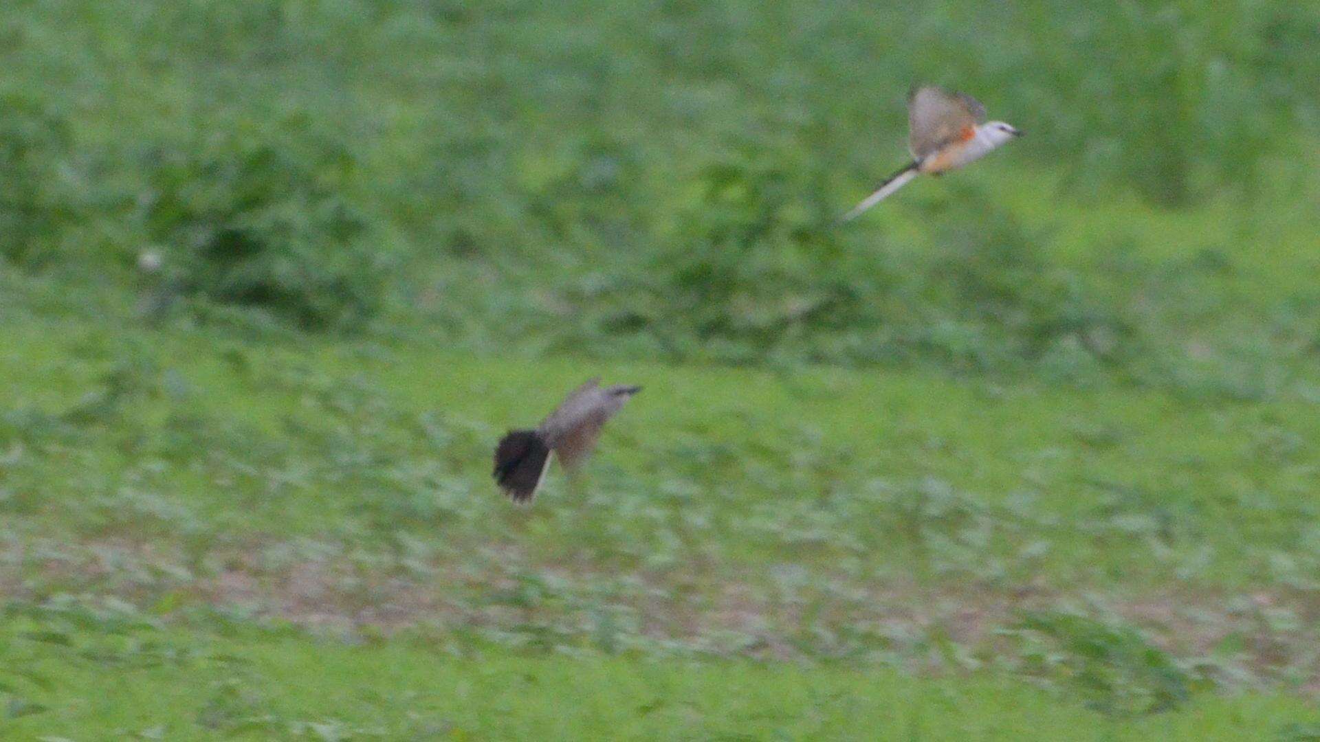 Image of Scissor-tailed Flycatcher