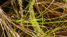 Слика од Carex aucklandica (Hamlin) K. A. Ford