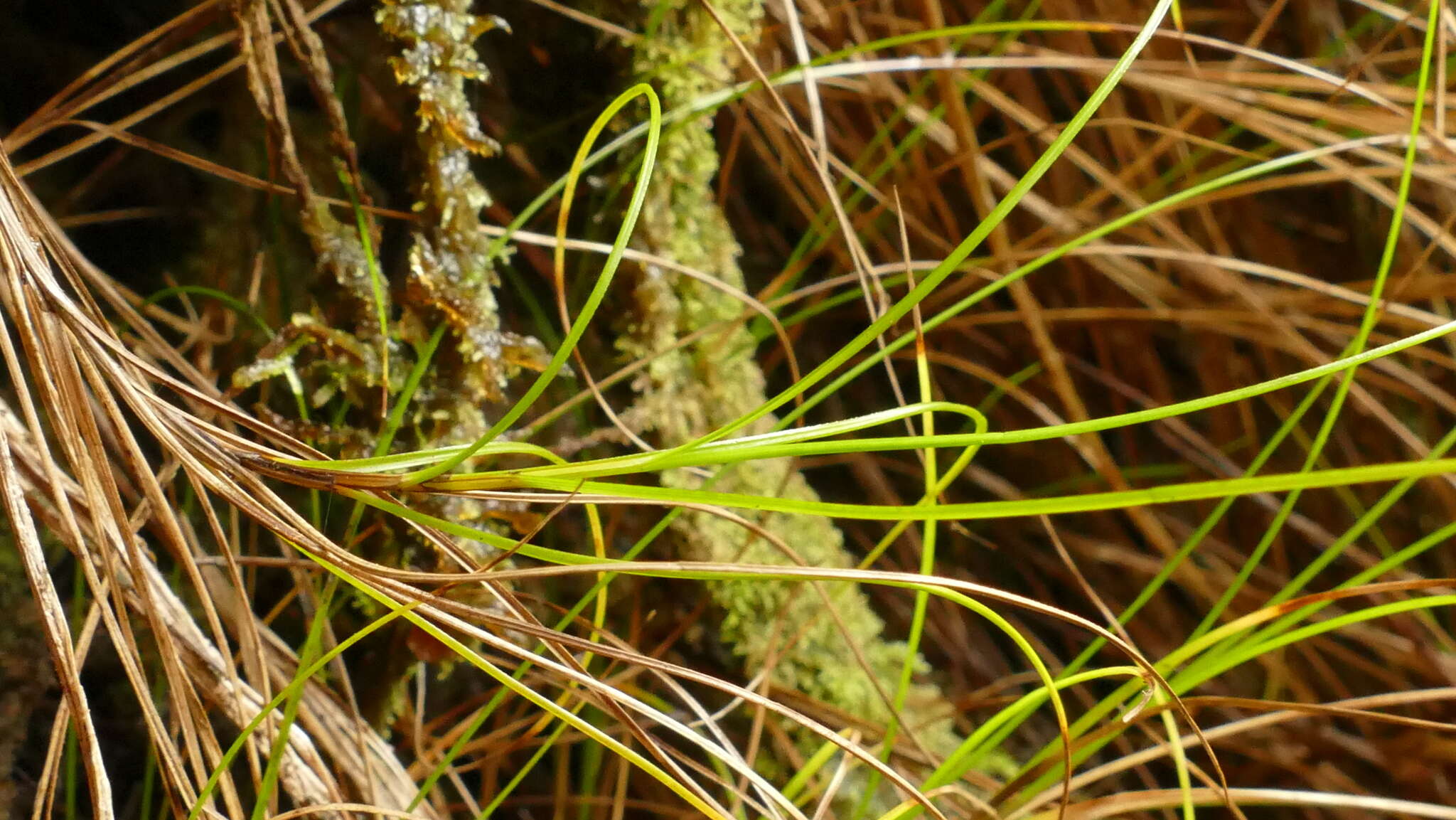 Image of Carex aucklandica (Hamlin) K. A. Ford