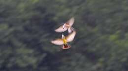 Image of Scissor-tailed Flycatcher