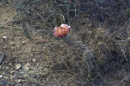 Image of Graham's pricklypear