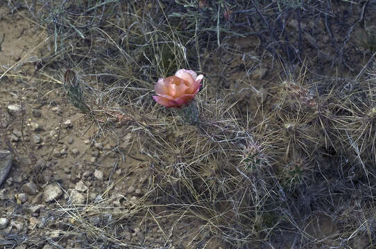 Image of Graham's pricklypear