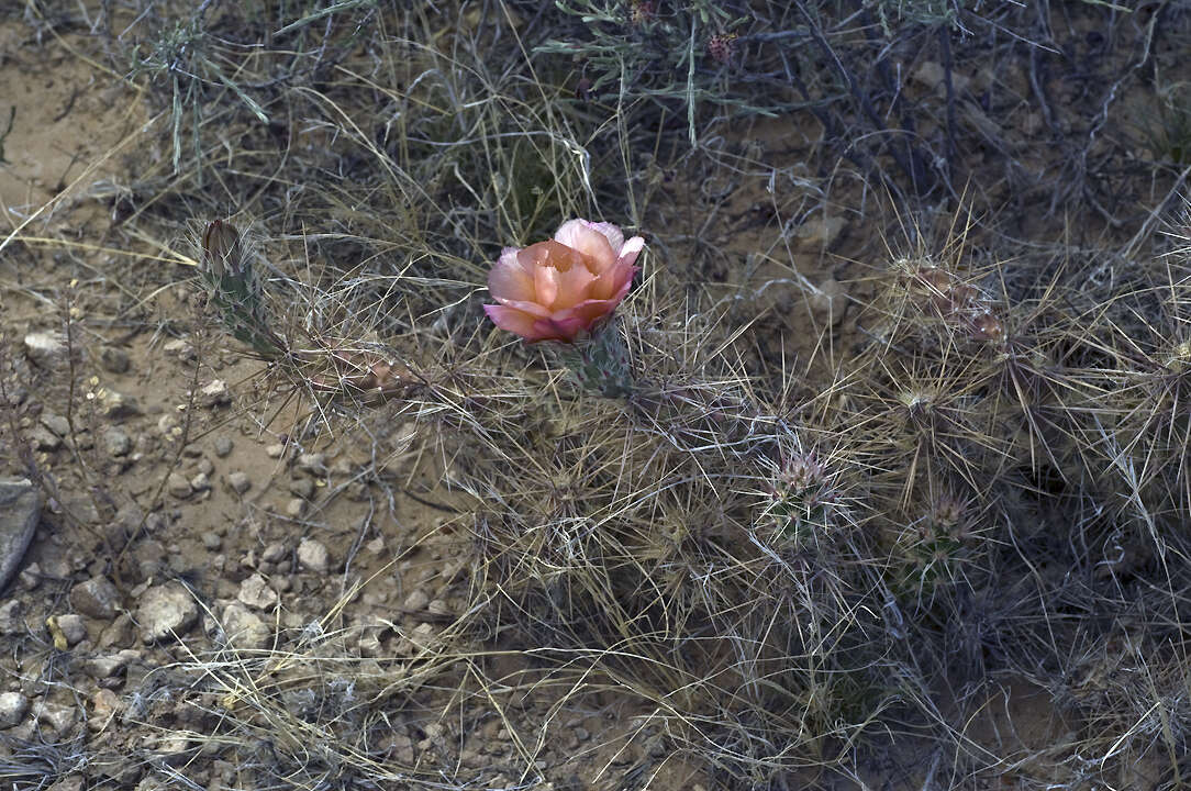 Image of Graham's pricklypear