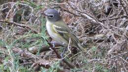 Image of Blue-headed Vireo