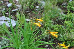 Image of Hemerocallis forrestii Diels