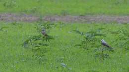 Image of Scissor-tailed Flycatcher