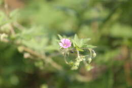 Image of fanleaf geranium