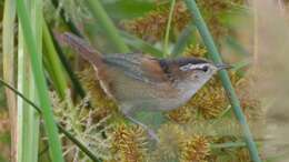 Image of Marsh Wren