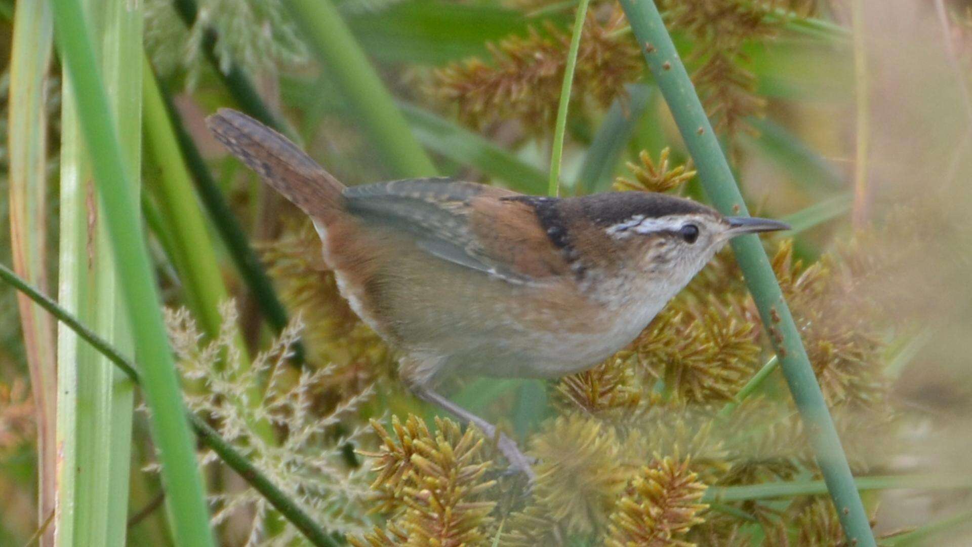 Image of Marsh Wren