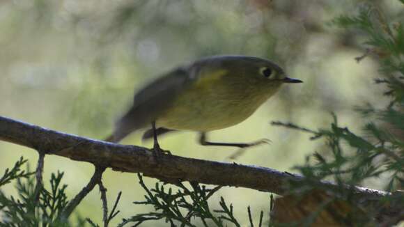 Image of goldcrests and kinglets