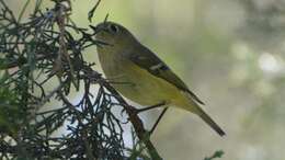 Image of goldcrests and kinglets