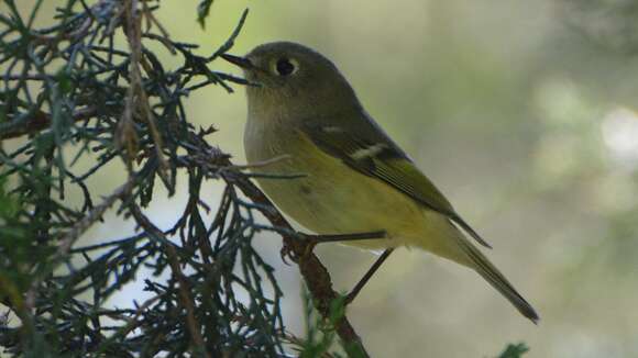 Image of goldcrests and kinglets