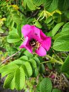 Image of Bombus sporadicus Nylander 1848