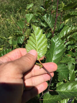 Image of Sitka alder