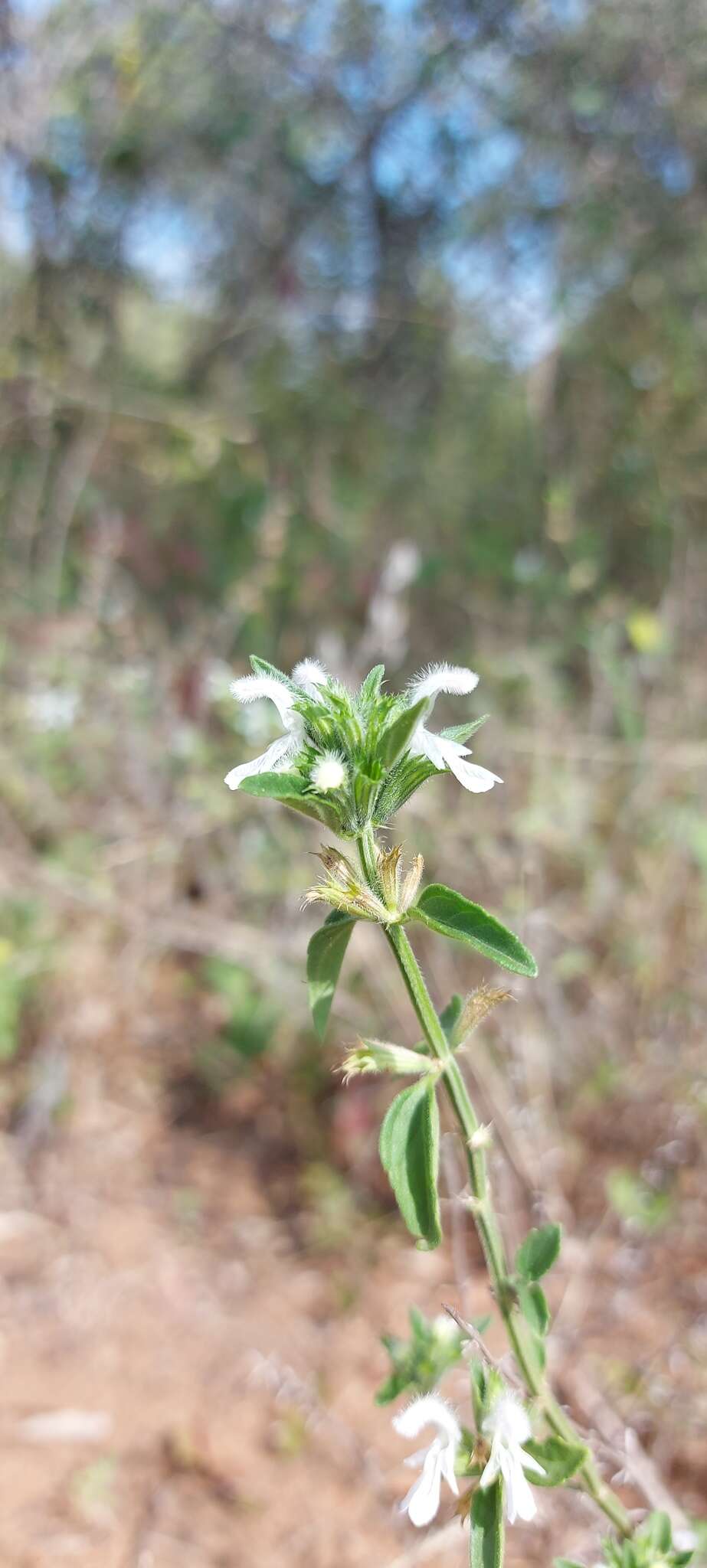 Image of <i>Leucas <i>glabrata</i></i> var. glabrata