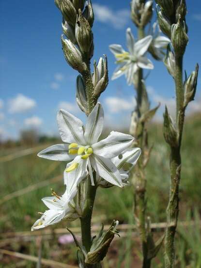 Image of Chlorophytum cooperi (Baker) Nordal