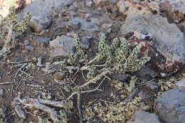 Image of Utah mortonia