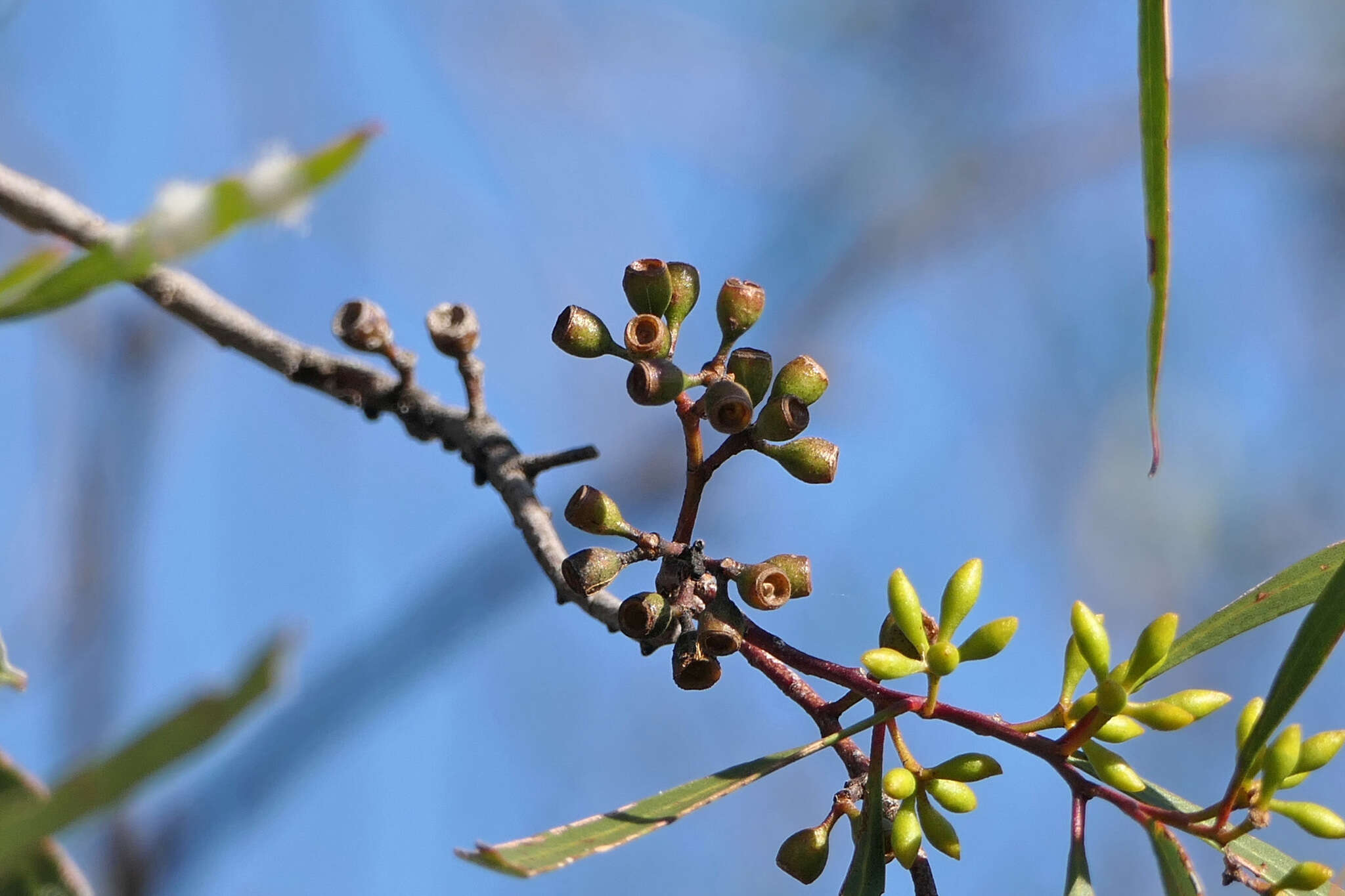 Image of Green mallee