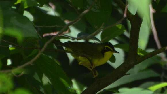 Geothlypis formosa (Wilson & A 1811) resmi