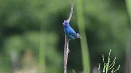 Image of Indigo Bunting