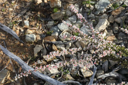 Image of Micromyrtus sessilis J. W. Green