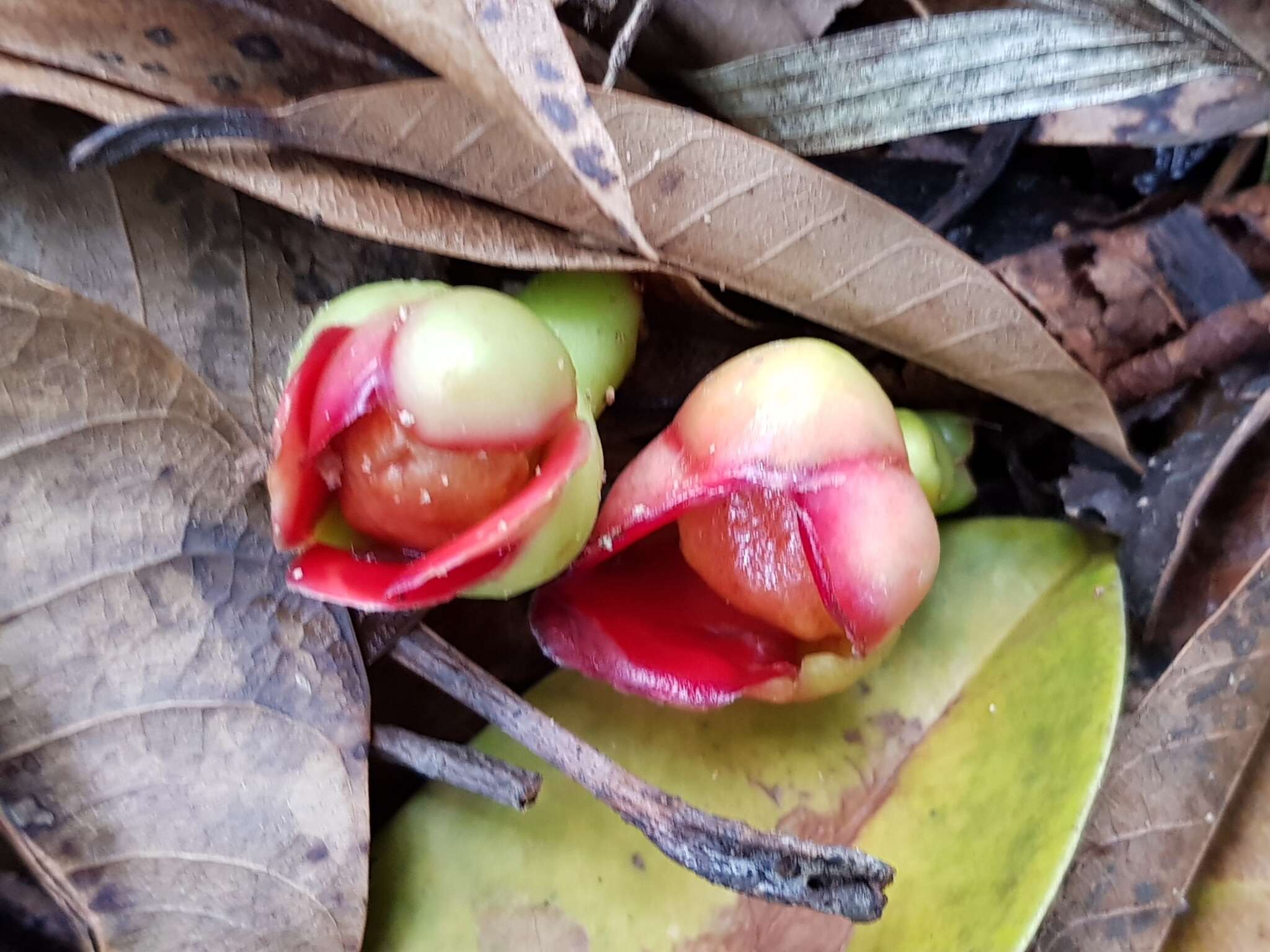 Image of Garcinia atroviridis Griff. ex T. Anders.