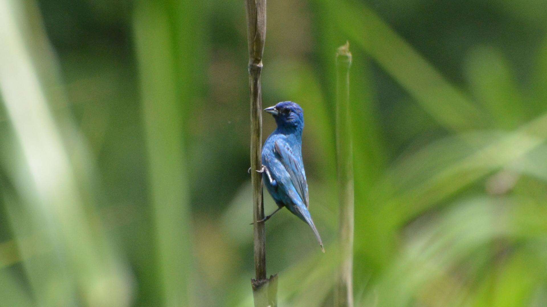 Image of Indigo Bunting