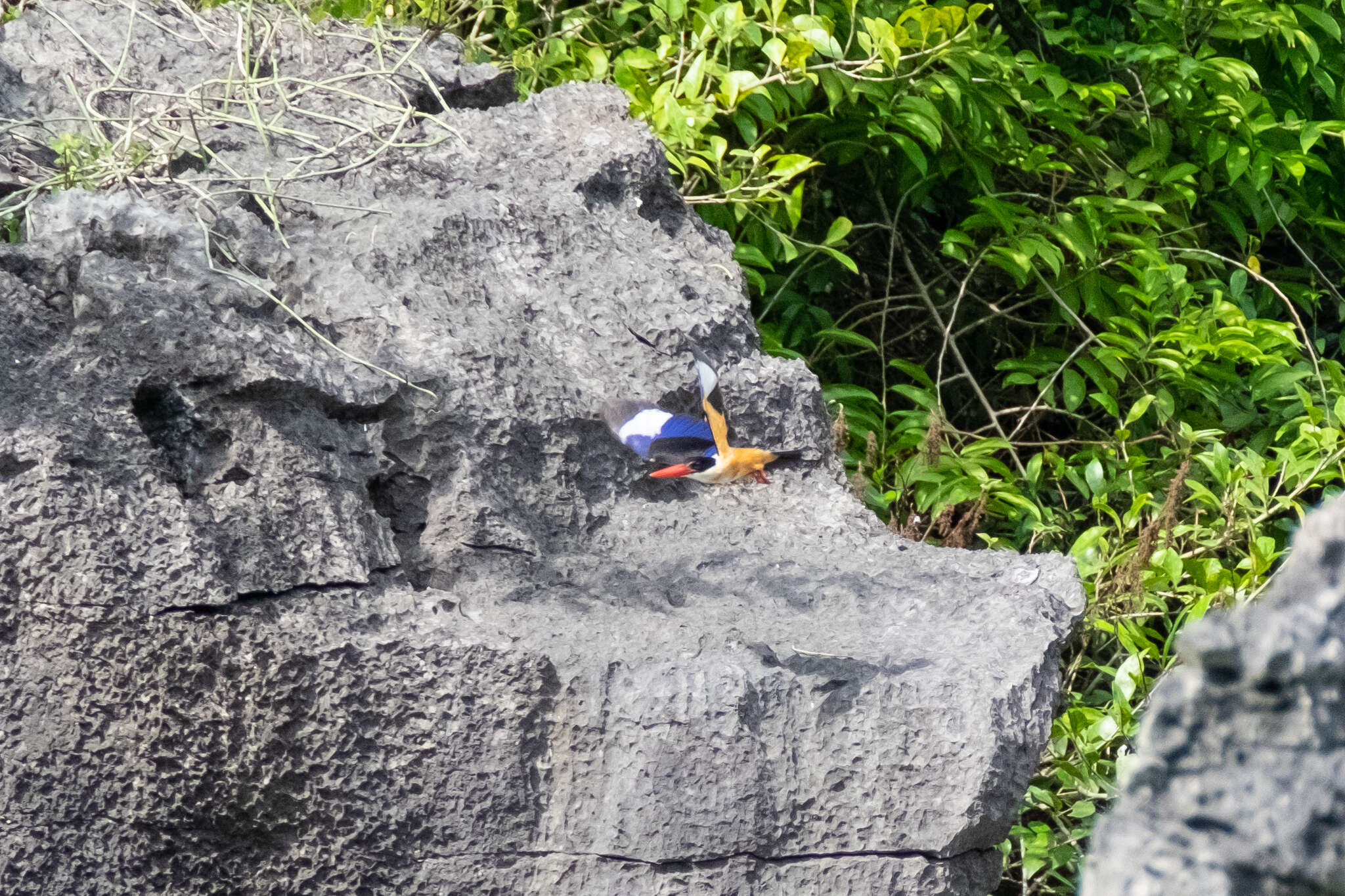 Image of Black-capped Kingfisher