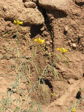 Image of Coalisina paradoxa (R. Br. ex DC.) Roalson & J. C. Hall