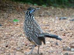 Image of Lesser Roadrunner