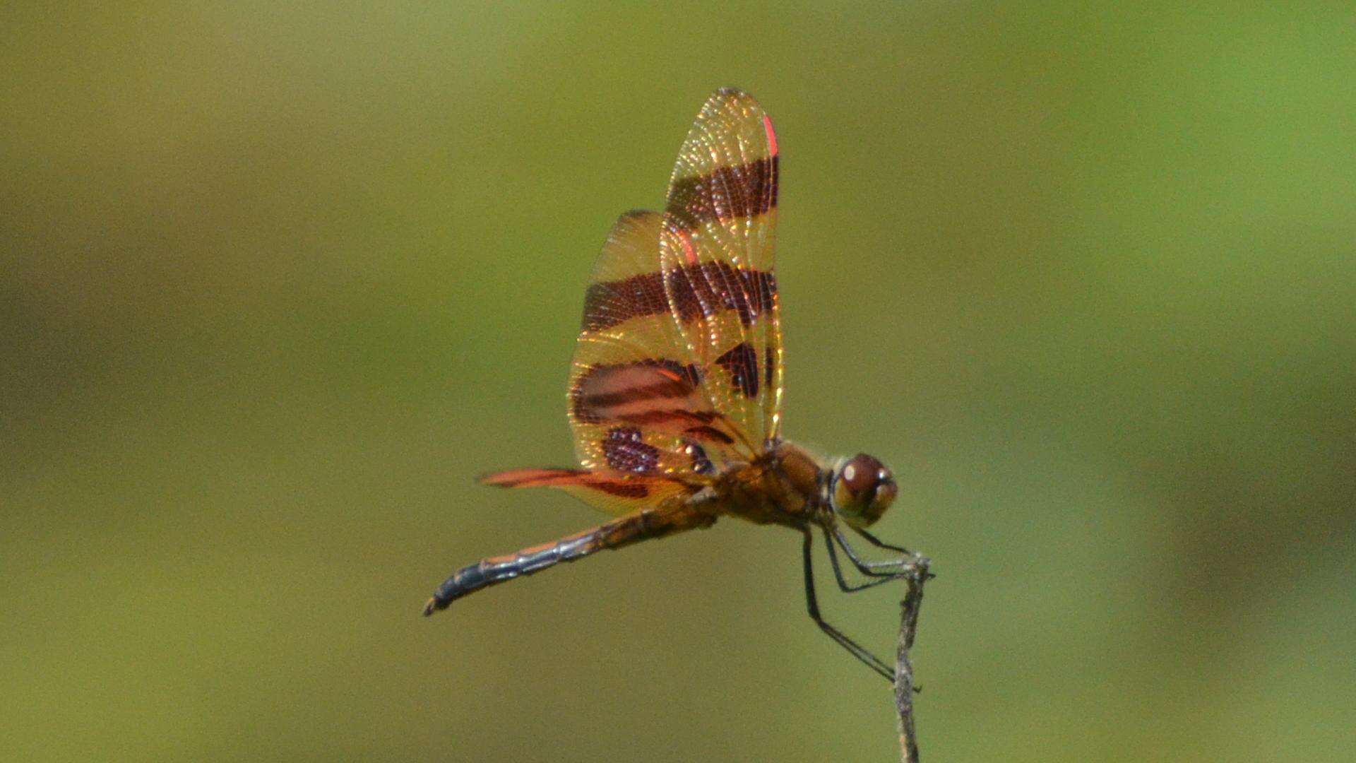 Celithemis eponina (Drury 1773) resmi