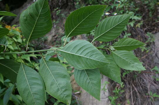 Plancia ëd Deeringia polysperma (Roxb.) Moq.