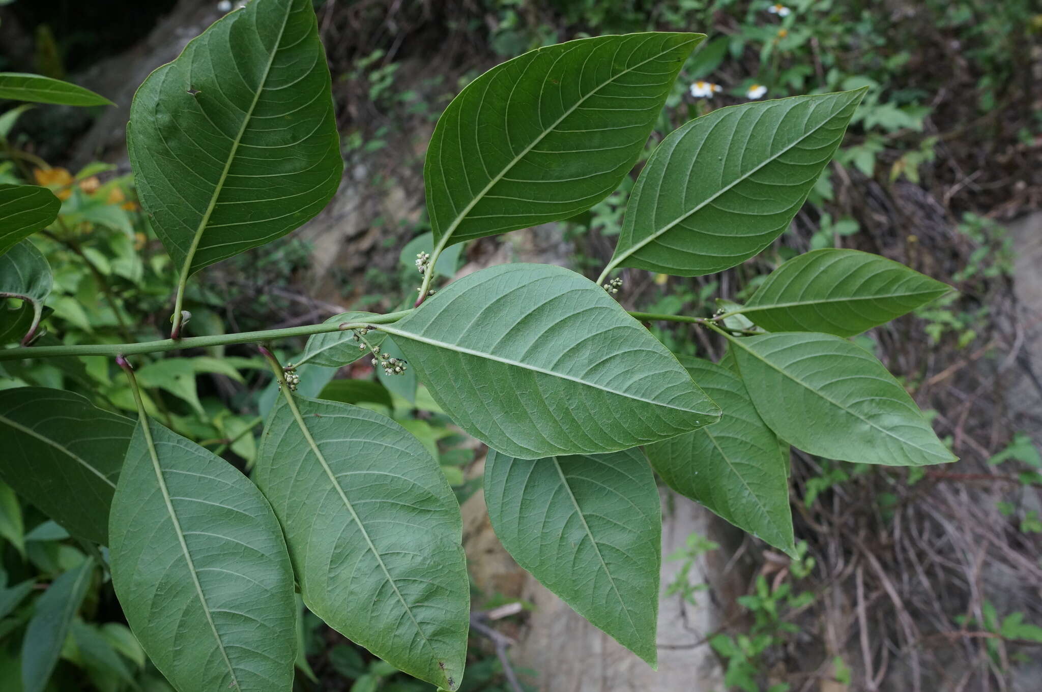 Image of Deeringia polysperma (Roxb.) Moq.