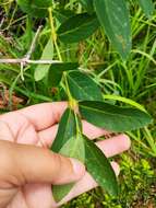 Image de Lonicera hispida Pall. ex Roem. & Schult.