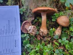 Image of Cortinarius quercophilus Y. Lamoureux, Lebeuf, A. Paul & J. Landry