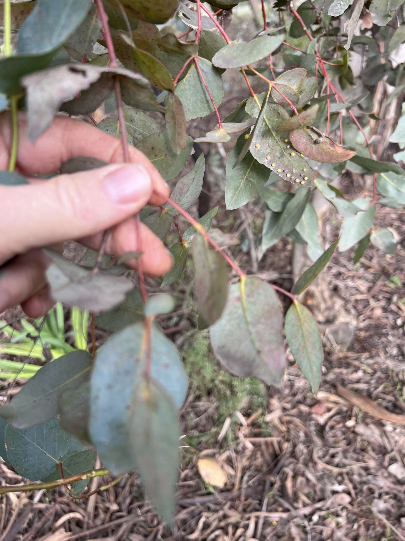 Image de Eucalyptus leucoxylon subsp. connata K. Rule