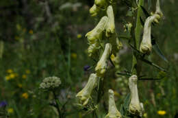 Imagem de Aconitum lycoctonum subsp. neapolitanum (Ten.) Nyman