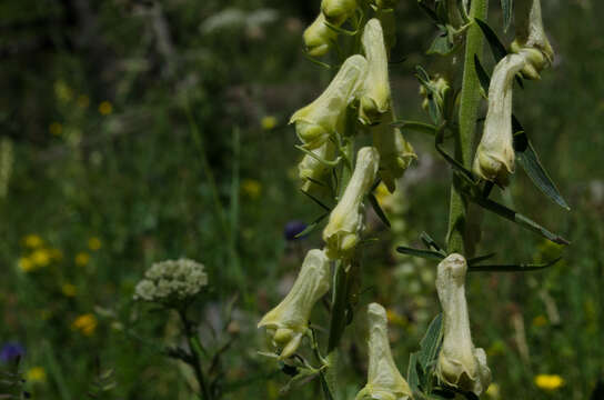 Image of Aconitum lycoctonum subsp. neapolitanum (Ten.) Nyman