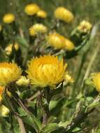 Image de Helichrysum aureolum O. M. Hilliard