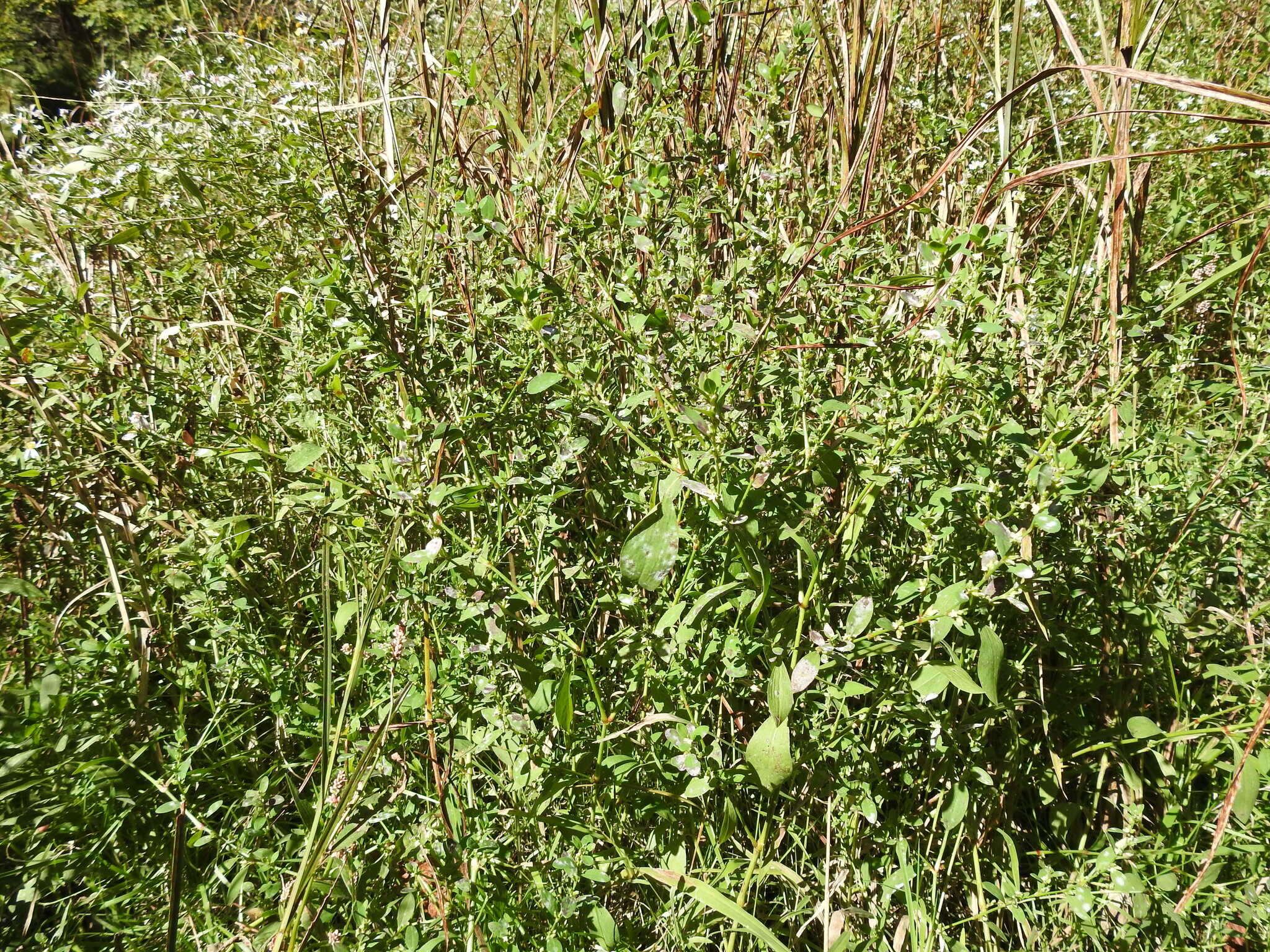 Image of bushy knotweed