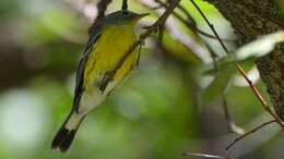 Image of Magnolia Warbler