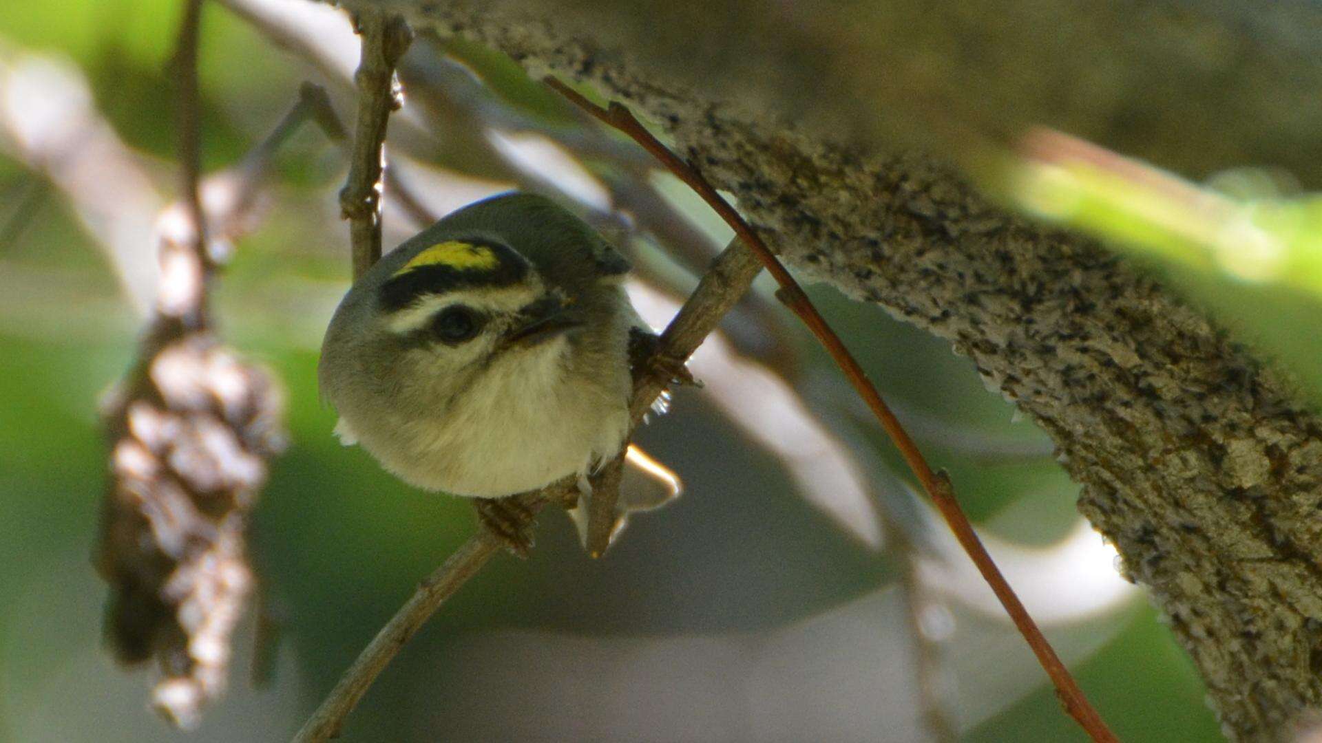 Image of Golden-crowned Kinglet